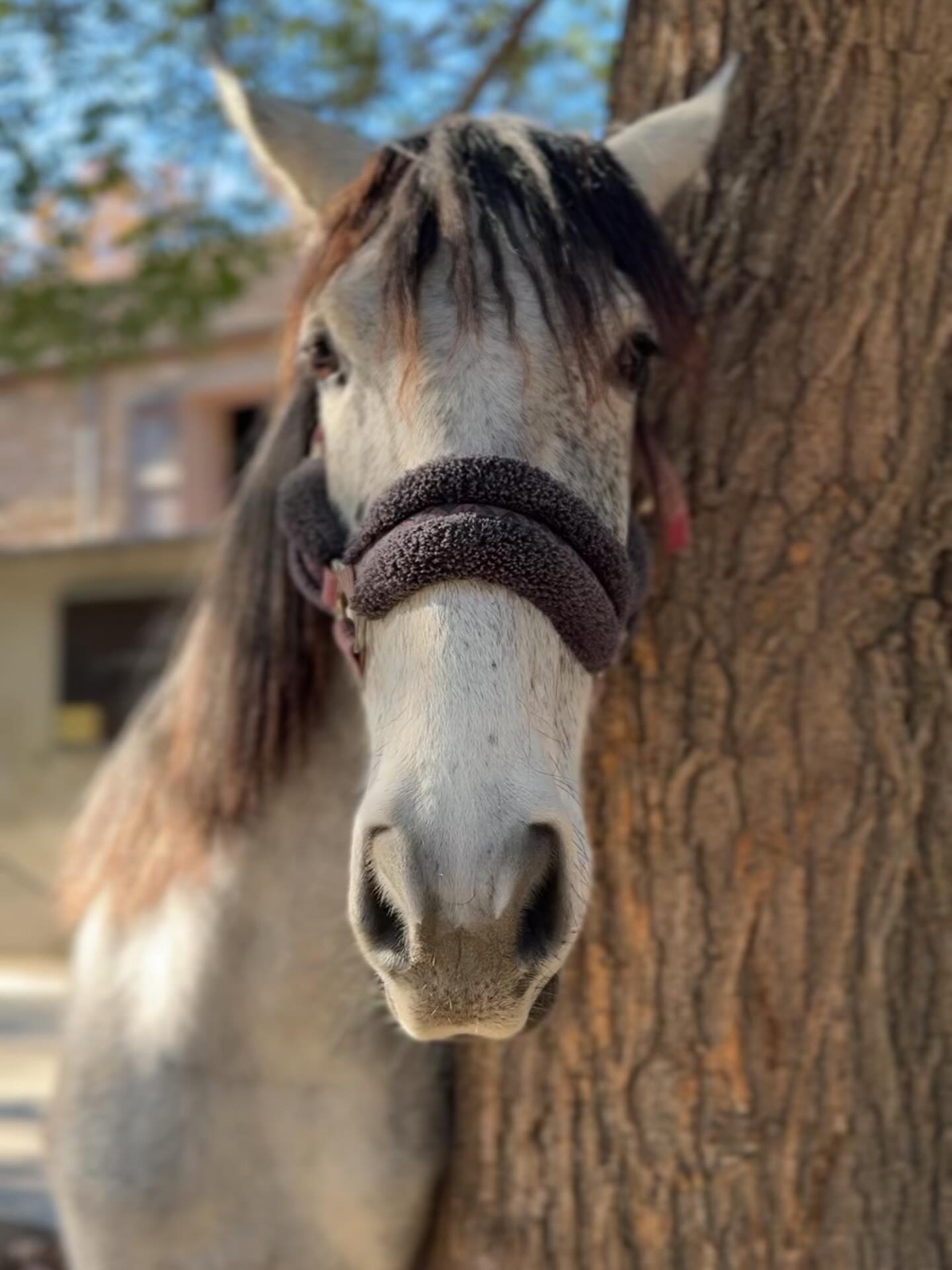 Mazette, il pose, il adore les photos contrairement à son grand frère 😀 il est dans ma vie depuis ses 6 mois, quelle belle aventure.

À vrai dire, nous grandissons ensemble et c’est ça le merveilleux.

Jamais on a fini d’apprendre, jamais on a fini d’évoluer, même si parfois ça n’est pas si simple.

D’ailleurs si on n’évolue plus, on involue au bout d’un moment. À méditer ….

#petitereflexiondusoir